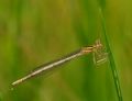 Platycnemis pennipes